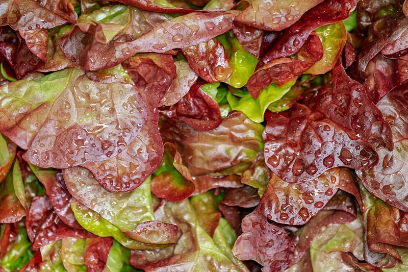 Flavor Pairing Salad